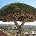 BucketList + Go To Socotra Island - ... = ✓