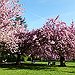 BucketList + Cherry Blossoms In Japan = ✓