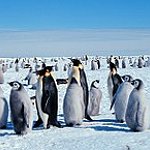 BucketList + See Emperor Penguins In The ... = ✓
