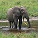 BucketList + Volunteer At Asian Elephant Sancuary = ✓