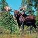 BucketList + Ride A Moose = ✓