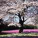 BucketList + See The Cherry Blossoms In ... = ✓