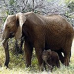 BucketList + Touch An Elephant = ✓
