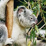 BucketList + Kiss A Koala = ✓
