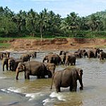 BucketList + Ride On An Elephant = ✓