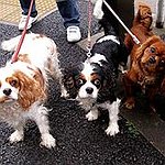 BucketList + Own 3 Dogs = ✓