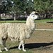 BucketList + Visit A Lama Farm = ✓