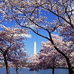 BucketList + Visit Japan During The Cherry ... = ✓