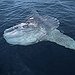 BucketList + See A Mola Mola = ✓