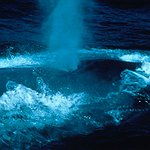 BucketList + See Blue Whale = ✓