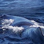 BucketList + See A Sperm Whale = ✓