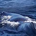 BucketList + See A Sperm Whale = ✓