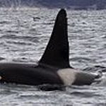 BucketList + See A Killer Whale Up ... = ✓