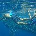BucketList + Swim With A Whale Shark = ✓