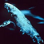 BucketList + Orca Network - Visit To ... = ✓