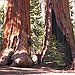 BucketList + See The Giant Sequoias = ✓