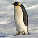 BucketList + Hug An Emperor Penguin...Preferably In ... = ✓
