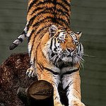 BucketList + Pet A Tiger = ✓
