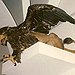 BucketList + Taxidermy Something = ✓