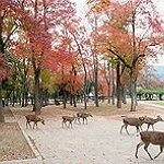 BucketList + Travel To Japan = ✓