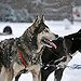 BucketList + Faire Une Balade En Chiens ... = ✓