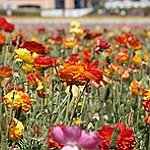 BucketList + Go To A Flower Field = ✓