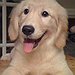 BucketList + Raise Dogs = ✓