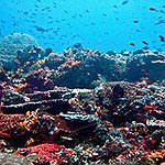 BucketList + Visit A Coral Reef = ✓