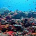 BucketList + Visit A Coral Reef = ✓