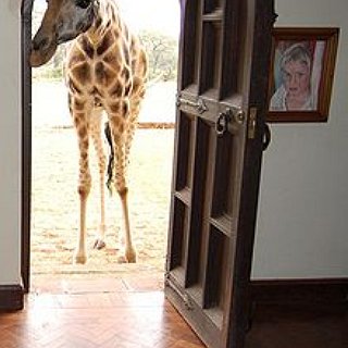 BucketList + Giraffe Manor - Nairobi, Kenya