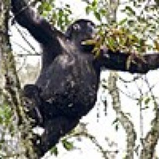 BucketList + Go To Rwanda And See Gorillas