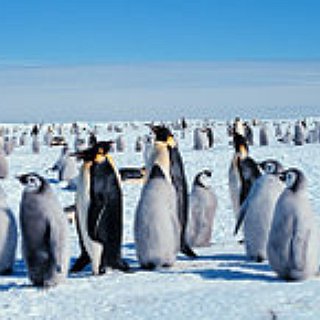 BucketList + See Play With Emperor Penguins