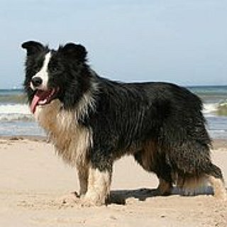BucketList + Open A Dog Rescue Sanctuary 