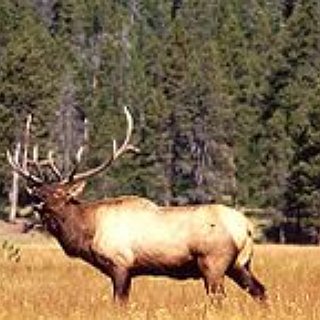 BucketList + Hunt Elk In Alaska