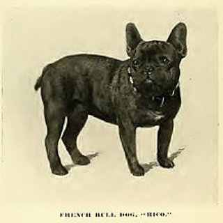 BucketList + Own A Grey French Bulldog From A Pup.