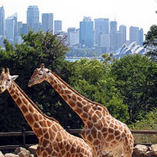 BucketList + Taronga Zoo Roar & Snore