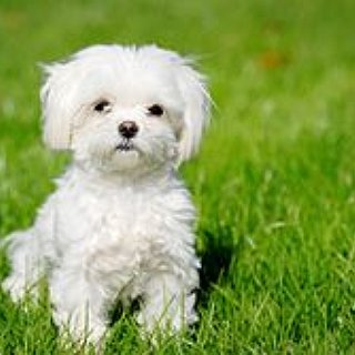 BucketList + Find A Dog To Love And Keep And Name Her After An Ancestor.