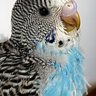 BucketList + Hand Raise A Bird Or Rat