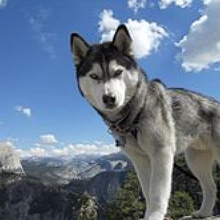 BucketList + Adopt A Siberian Husky