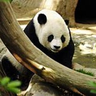 BucketList + I Want To See A Rare Animal