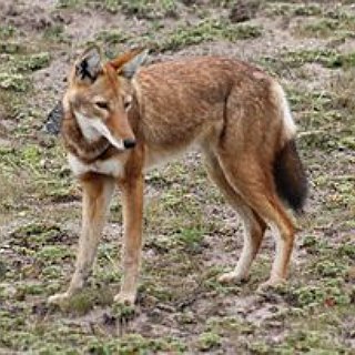 BucketList + Approach A Fox