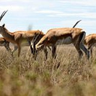 BucketList + Eat Antelope