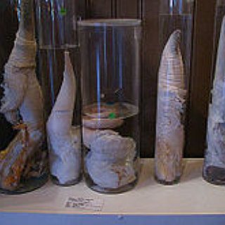 BucketList + Visit The Penis Museum