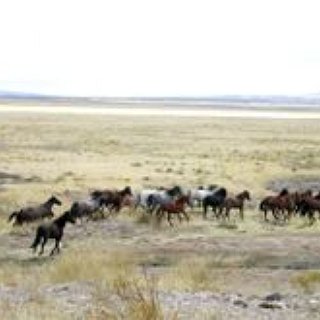 BucketList + To See The Wild Mustangs Running Free