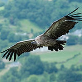 BucketList + Have A Bird Of Prey Fly To My Arm