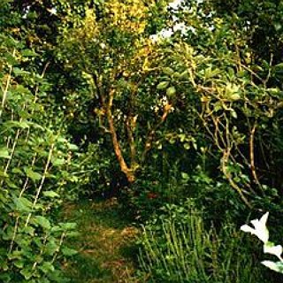 BucketList + Plant And Care For A Woodland/Forest-Garden