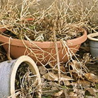 BucketList + Plant A Seed And Not Let It Die...