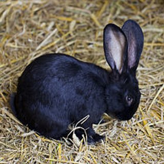 BucketList + Get A Pet Bunny