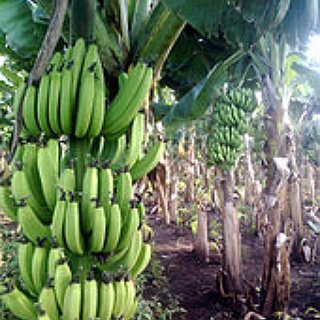 BucketList + Eat A Banana From South/Central America