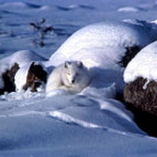 BucketList + Go To The Zao Fox Village In Japan